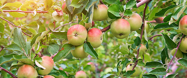 pommier jardin