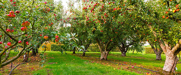 pommier rouge