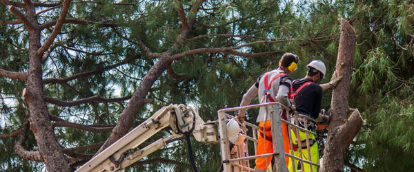 prix nacelle abattage arbre