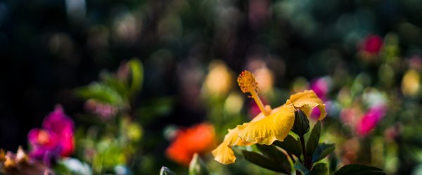 quand tailler hibiscus