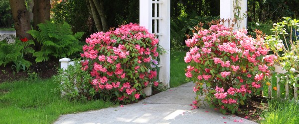 rhododendron