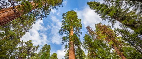 sequoia geant