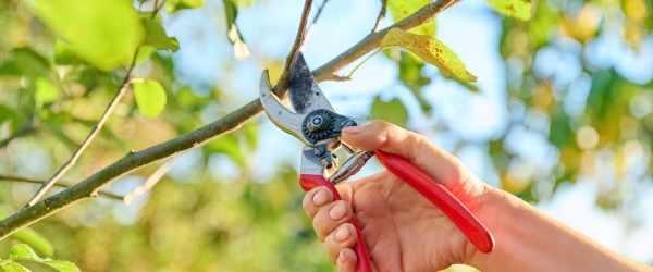 Close up of hand with pruner cutting branch of apple tree in orchard