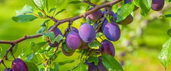 taille arbres fruitiers