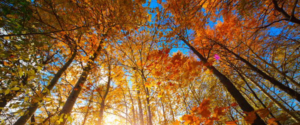 bouleau foret
