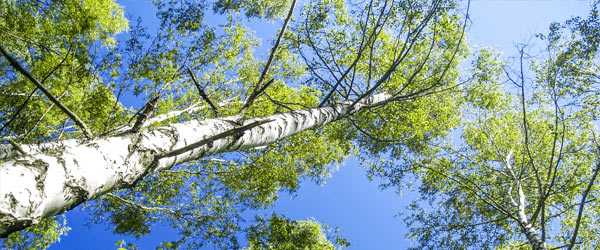 taille bouleau ciel bleu