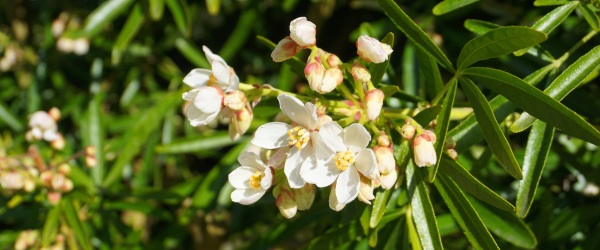 taille choisia ternata