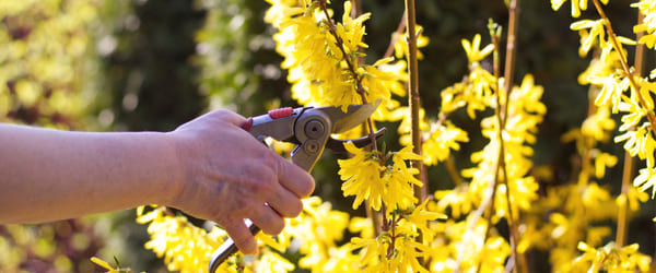 taille forsythia