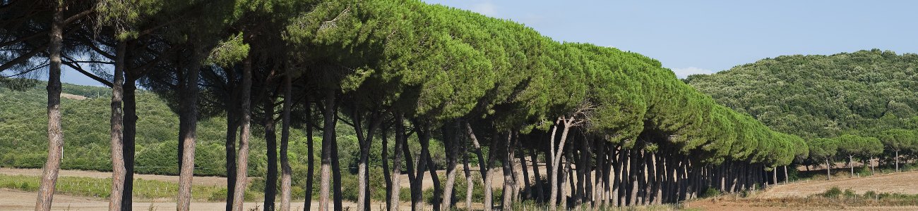Pin Parasol : plantation, taille et entretien - AlloJardin.com
