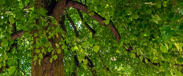 taille tilleul arbre