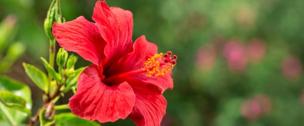 tailler hibiscus