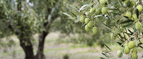 tailler olivier