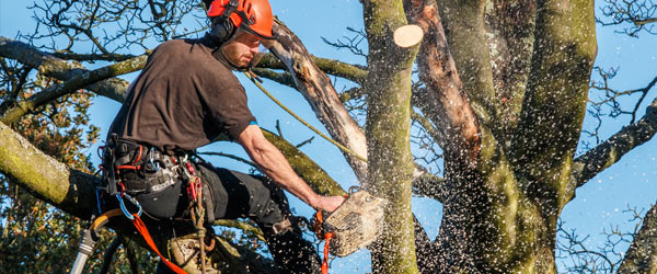 tarif bucheron abattage arbre