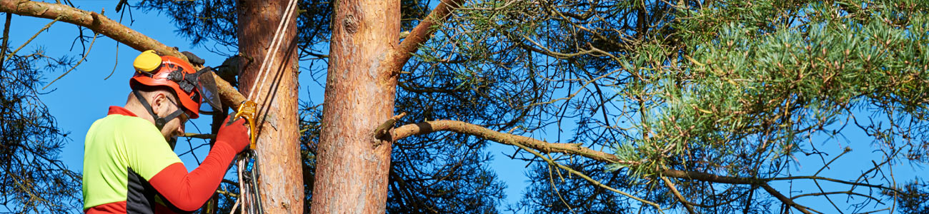 Élagage d'arbre : intervention et prix 2023