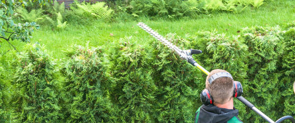 tarif jardinier taille haie