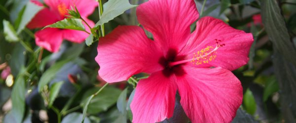 tout savoir hibiscus