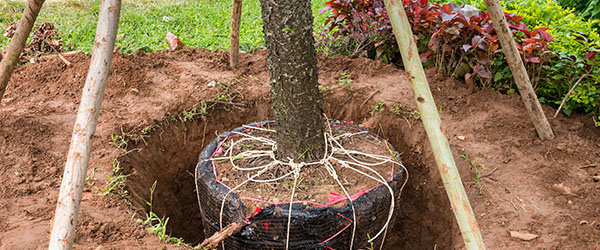 transplanter vieux arbre