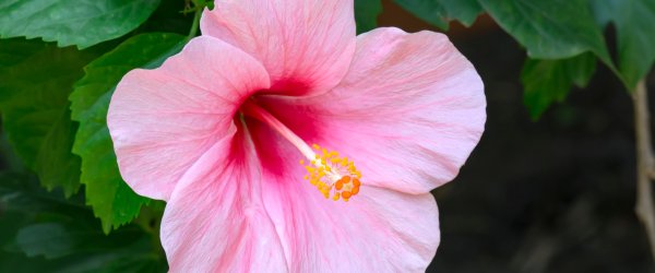 types hibiscus