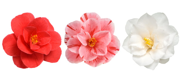 varietes de camelia