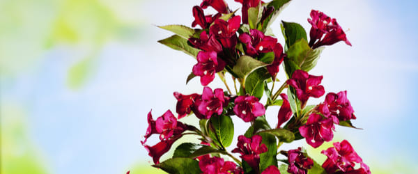 weigelia ruby